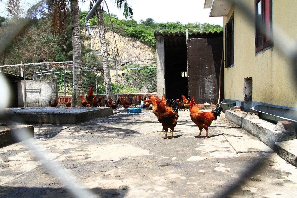 Khu chăn nuôi tăng gia của Đồn biên phòng số 6. Ảnh: Thành Nguyễn. Khu chăn nuôi tăng gia của Đồn biên phòng số 6. Ảnh: Thành Nguyễn.