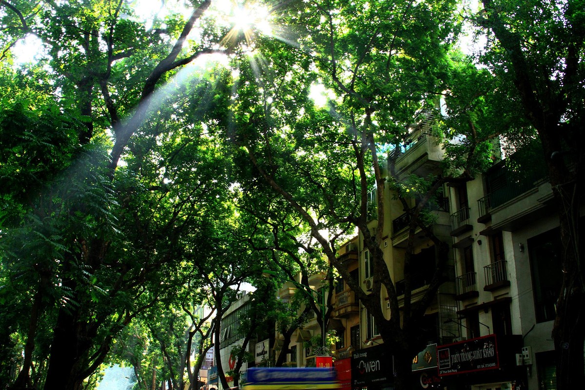Nắng sớm trên phố Phan Đình Phùng, Hà Nội. Ảnh: Thành Nguyễn.