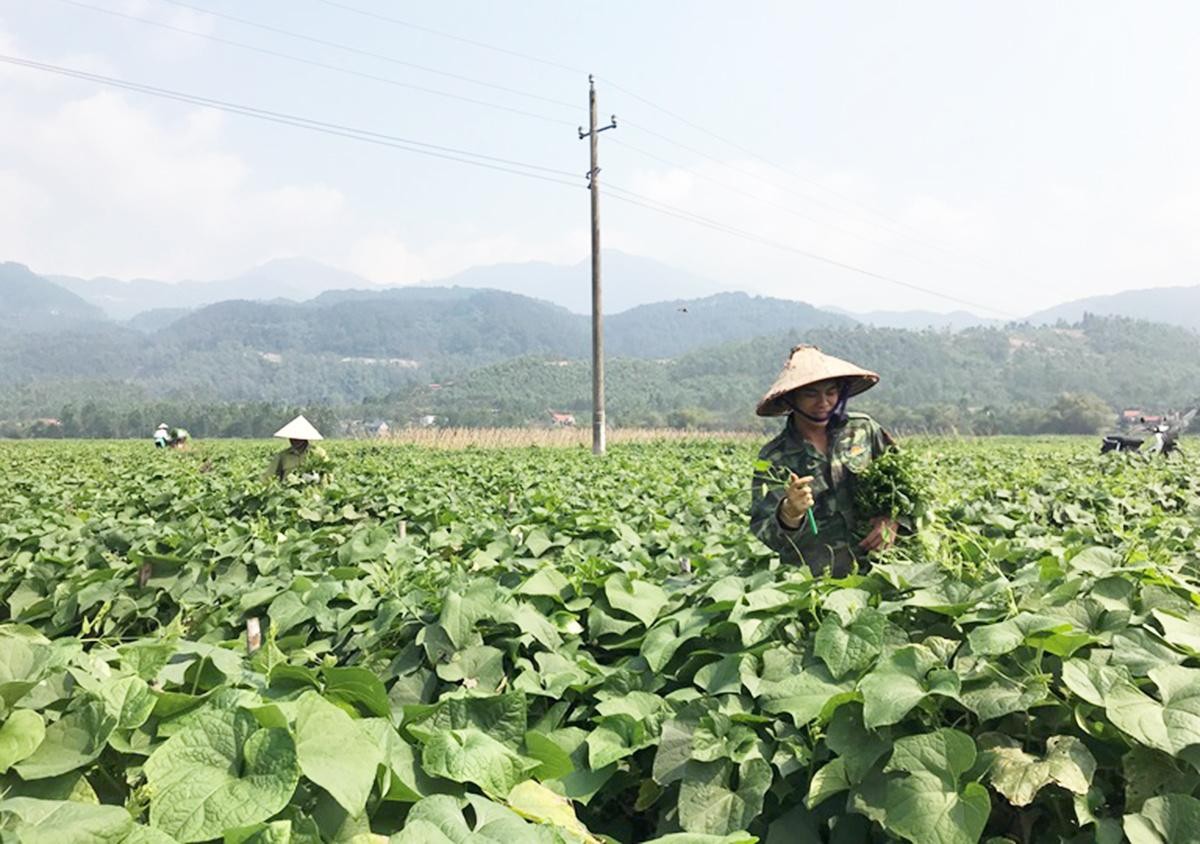 Vĩnh Phúc đang phát huy tốt thế mạnh nông nghiệp. Ảnh: Internet. Vĩnh Phúc đang phát huy tốt thế mạnh nông nghiệp. Ảnh: Internet.