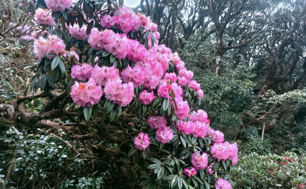 Nhiều cây Đỗ Quyên đã bung hoa rực rỡ.