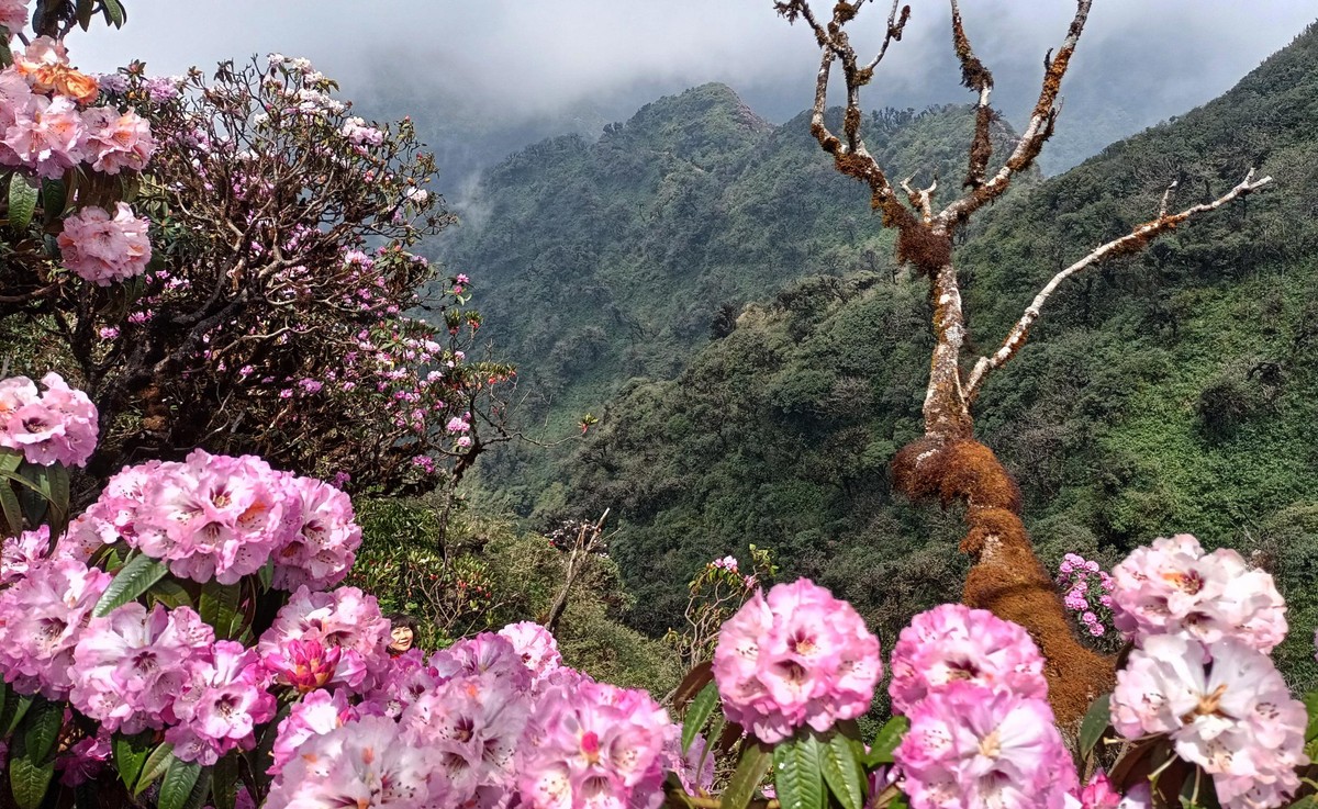 Mùa này, Đỗ Quyên đã bắt đầu trổ hoa.