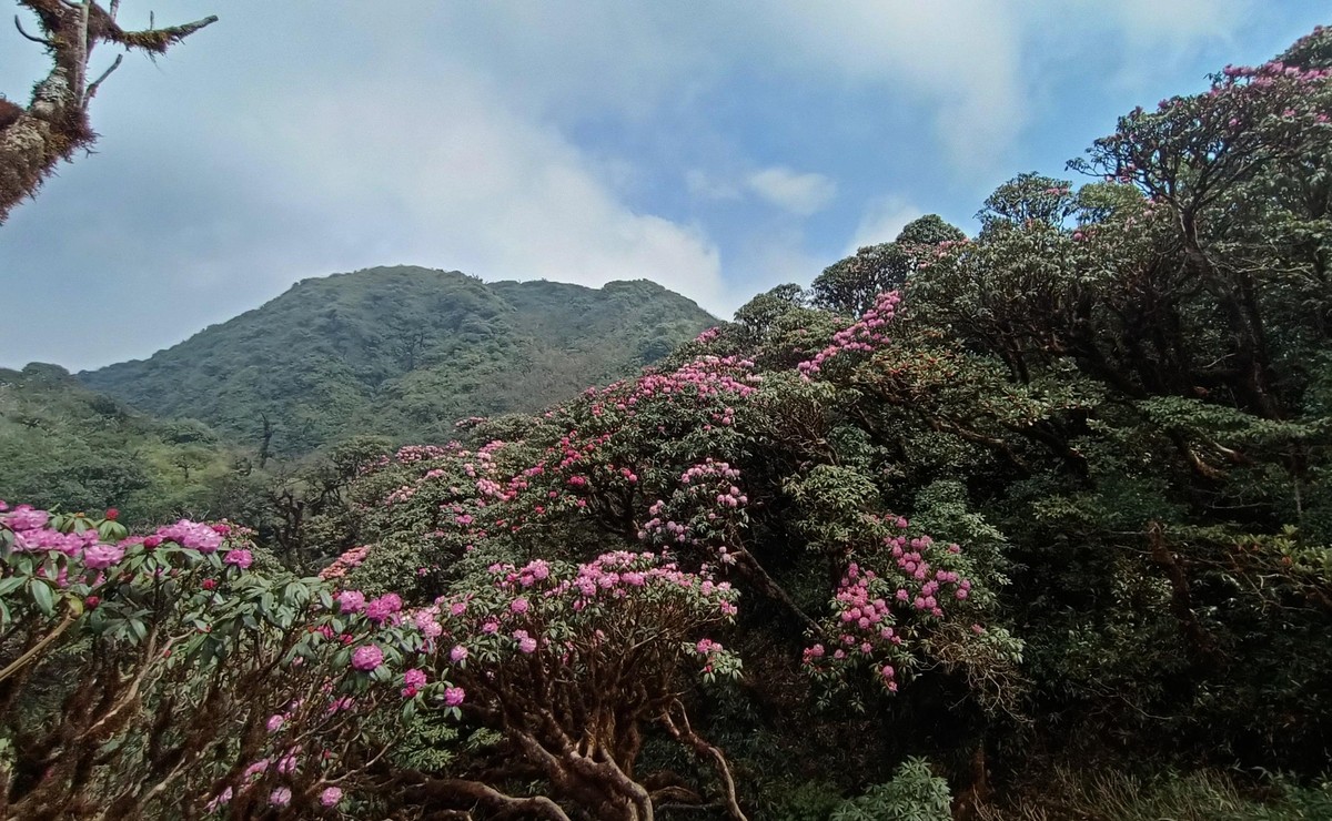 Thấp thoáng trong màu xanh rừng già là những vạt hoa đang bắt đầu nở.