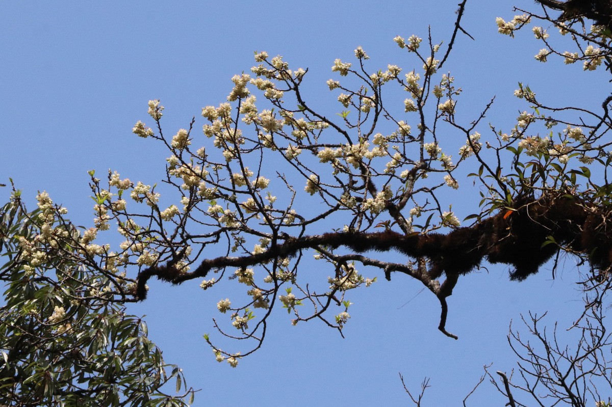 Ở Putaleng còn nhiều loài hoa đẹp khác ngoài Đỗ Quyên....