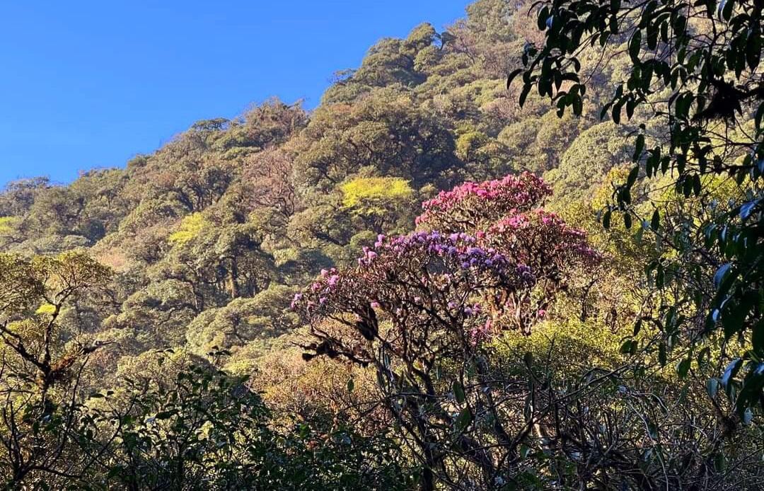 Đỗ Quyên luôn thấp thoáng đâu đó và có sự xuất hiện đầy bất ngờ.