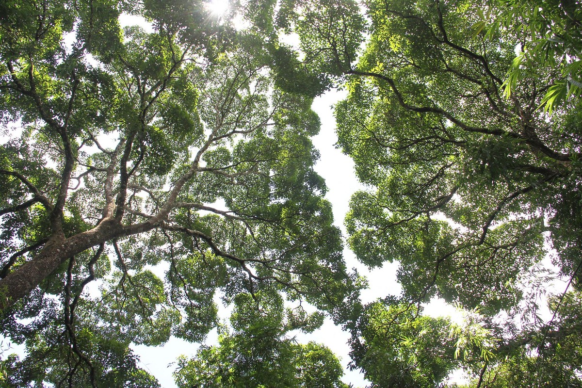 Nắng sớm. Ảnh: Thành Nguyễn.