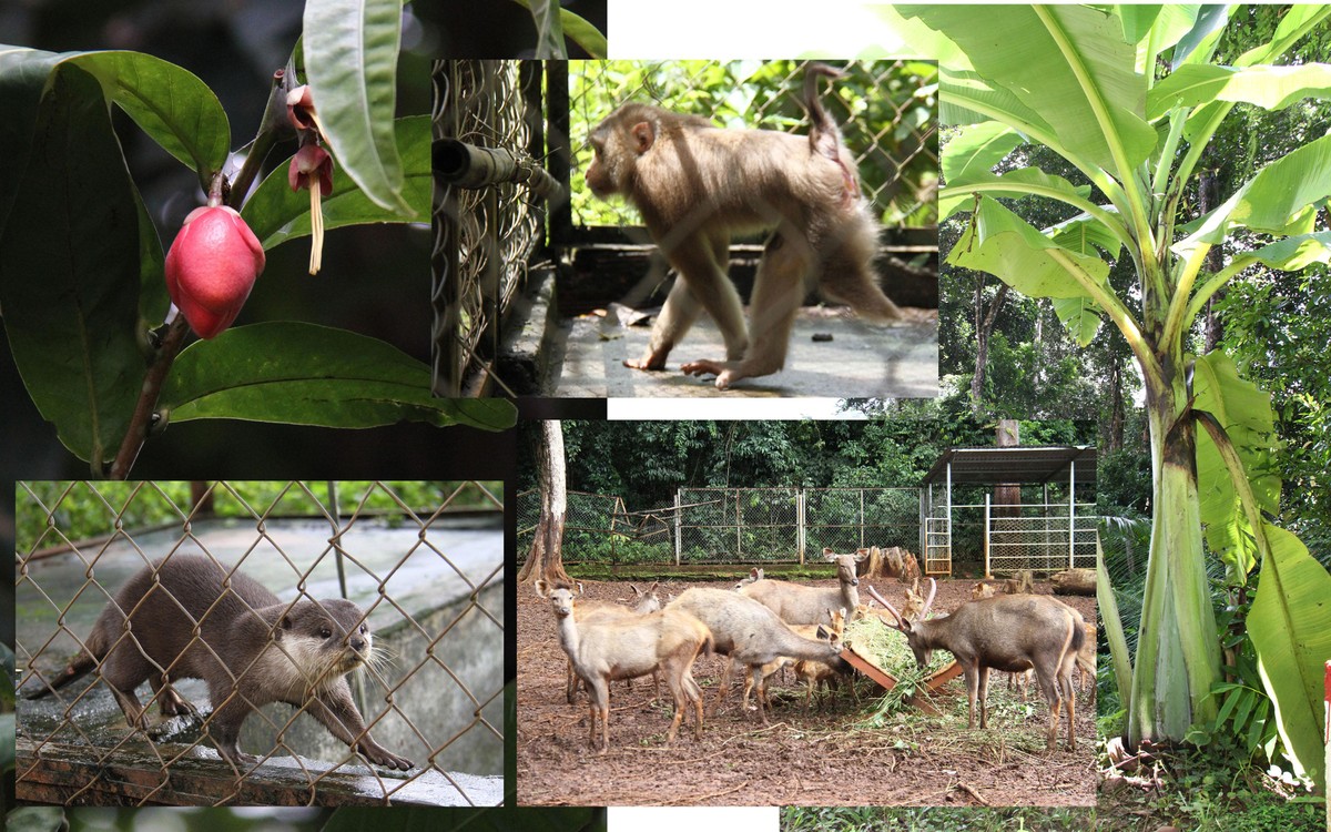 Trà My hoa đỏ, Chuối cô đơn và một số loài động vật được cứu hộ. Ảnh: Thành Nguyễn.