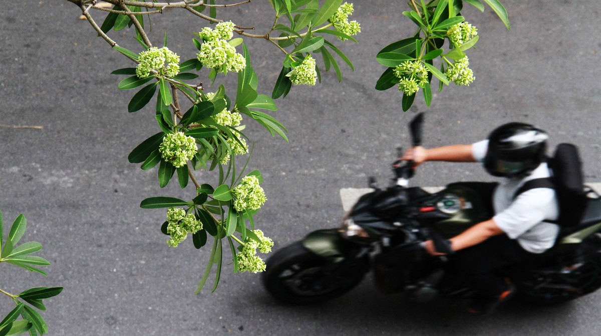 Mùa Thu vào hoa sữa. Ảnh: Bình Minh.