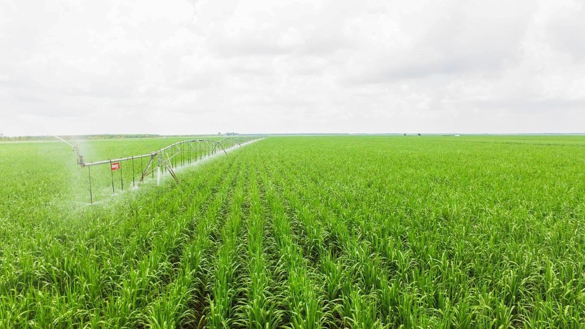 SBT tiếp tục đẩy mạnh phát triển hệ thống vùng nguyên liệu xuyên biên giới theo tiêu chuẩn quốc tế với tổng diện tích hơn 66.000 ha tại Việt Nam, Lào và Campuchia