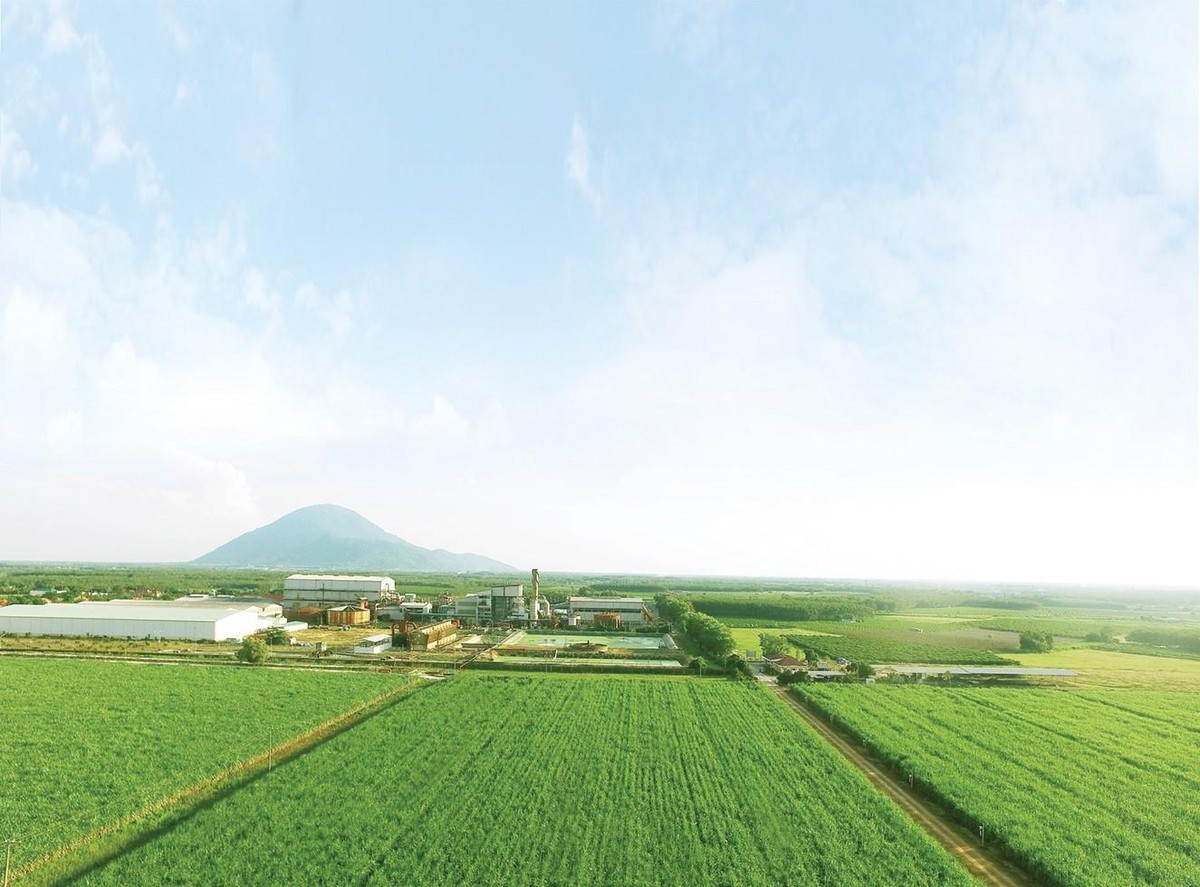 SBT sở hữu gần 66.000 hecta vùng nguyên liệu tại 3 nước Đông Dương SBT sở hữu gần 66.000 hecta vùng nguyên liệu tại 3 nước Đông Dương