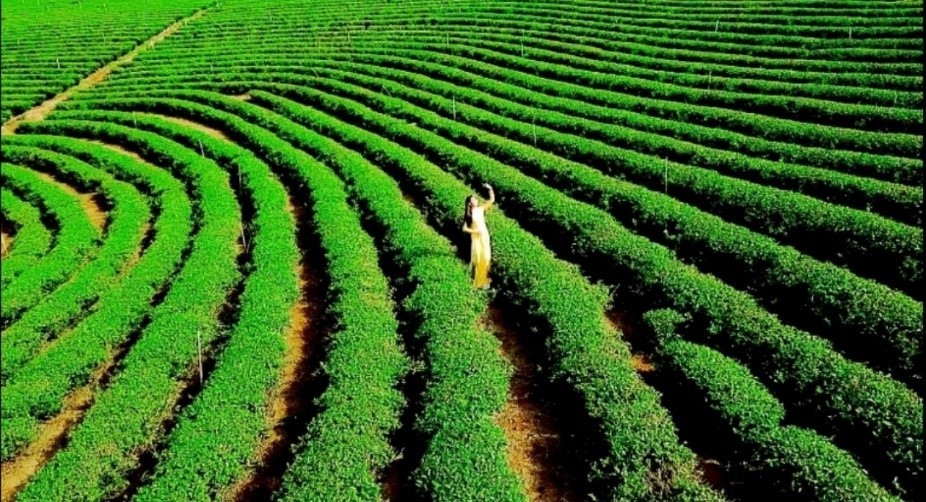 Sản phẩm trà Đôi Dép được kết tinh từ những đồi trà xanh mướt từ vùng nguyên liệu sạch