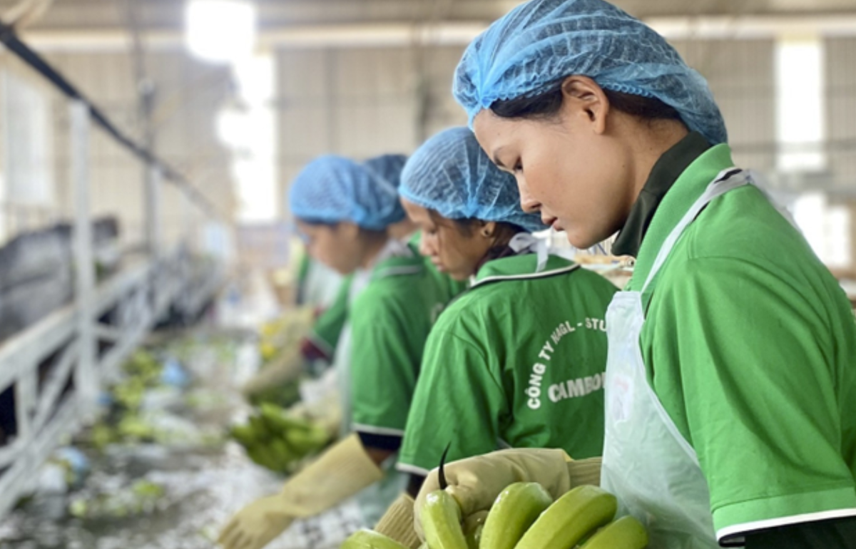 Lựa chọn và phân loại chuối tại nông trường chuối của HAGL