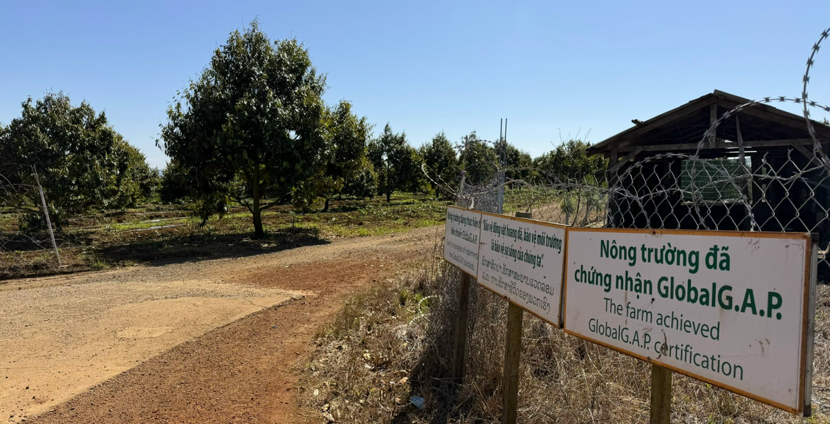 Các nông trường của HAGL đạt chứng nhận Global G.A.P