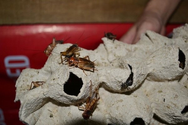 Thạc sỹ lương không đủ sống, bỏ bục giảng đi nuôi dế ảnh 2