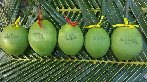 Dừa hồ lô, dừa bánh tét chưng Tết hơn nửa triệu đồng mỗi trái ảnh 1 Dừa hồ lô, dừa bánh tét chưng Tết hơn nửa triệu đồng mỗi trái ảnh 1