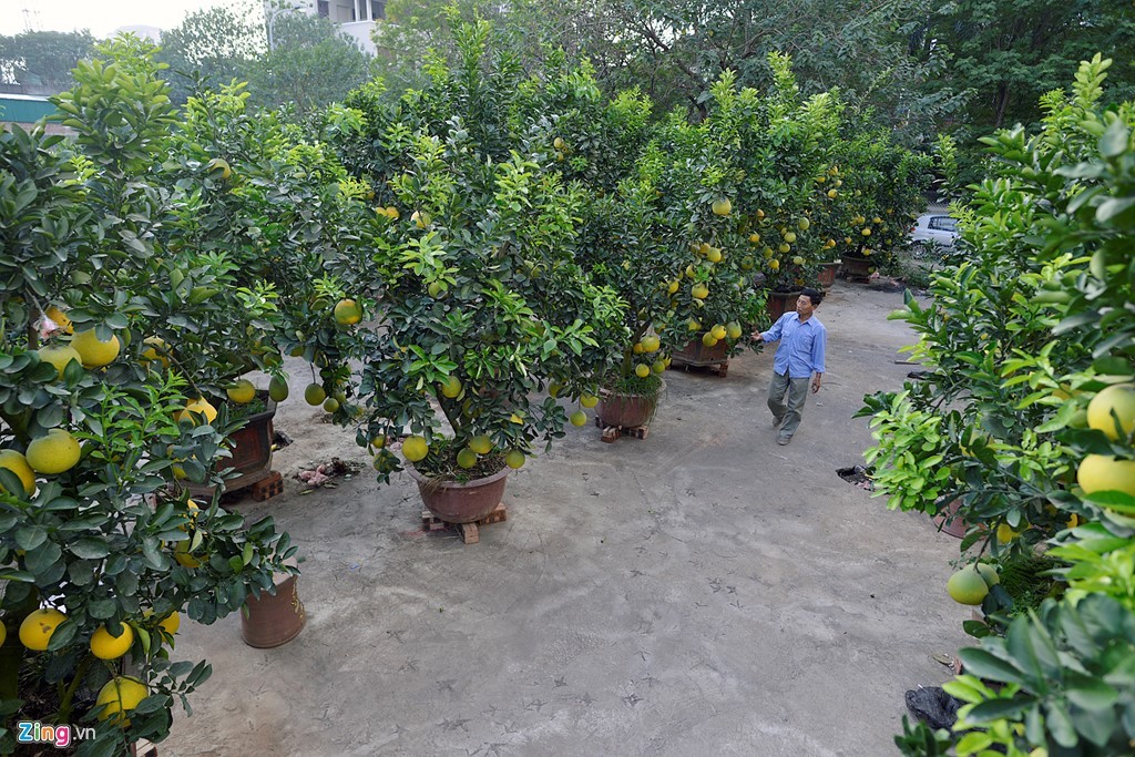 Cây bưởi 200 quả, giá 40 triệu đồng ở Hà Nội ảnh 1