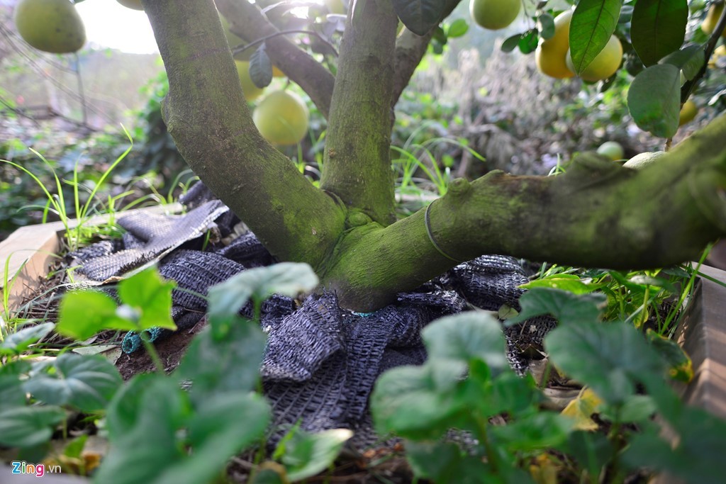 Cây bưởi 200 quả, giá 40 triệu đồng ở Hà Nội ảnh 4