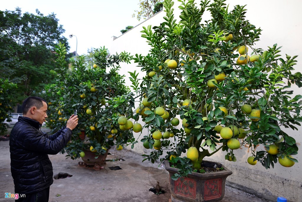 Cây bưởi 200 quả, giá 40 triệu đồng ở Hà Nội ảnh 5