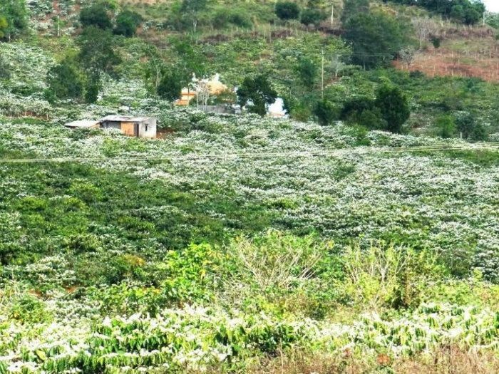 Hoa cà phê nở trắng trời Tây Nguyên ảnh 1 Hoa cà phê nở trắng trời Tây Nguyên ảnh 1