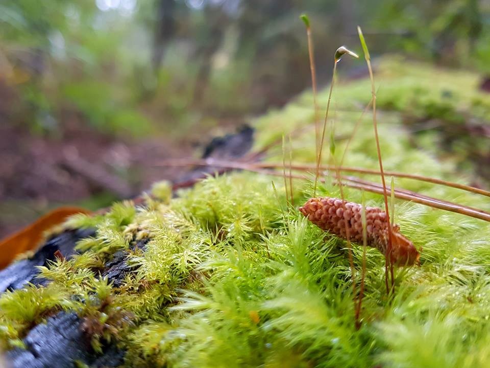 Trekking trên "nóc nhà Tây Nguyên" Bidoup ảnh 1