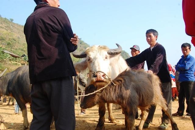Năm trước khi chưa xuất hiện đại dịch Covid -19 còn có khá nhiều khách hàng từ Trung Quốc sang chọn mua trâu ở phiên chợ này. Năm trước khi chưa xuất hiện đại dịch Covid -19 còn có khá nhiều khách hàng từ Trung Quốc sang chọn mua trâu ở phiên chợ này.