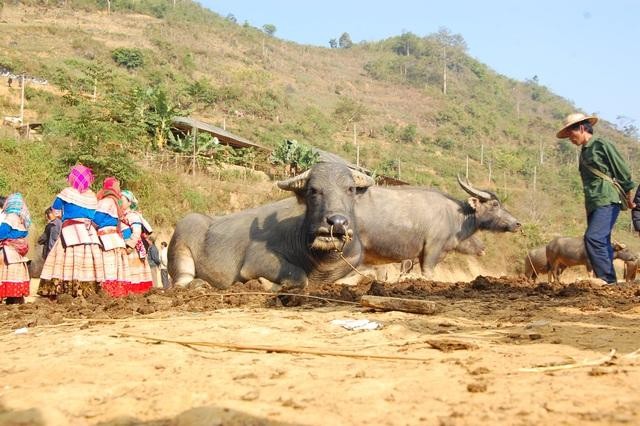 Trâu cái sinh sản có giá bán từ 25 - 30 triệu đồng/con nhưng trâu đực lại rẻ hơn trừ những con trâu đực to khỏe được chọn làm trâu chọi có giá bán từ 30 -50 triệu đồng/con. Trâu cái sinh sản có giá bán từ 25 - 30 triệu đồng/con nhưng trâu đực lại rẻ hơn trừ những con trâu đực to khỏe được chọn làm trâu chọi có giá bán từ 30 -50 triệu đồng/con.