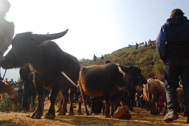 Không ít thương lái từ các tỉnh đồng bằng đánh xe tải lên chợ tìm mua trâu thịt vận chuyển đi các thành phố cung cấp cho các lò mổ. Không ít thương lái từ các tỉnh đồng bằng đánh xe tải lên chợ tìm mua trâu thịt vận chuyển đi các thành phố cung cấp cho các lò mổ.