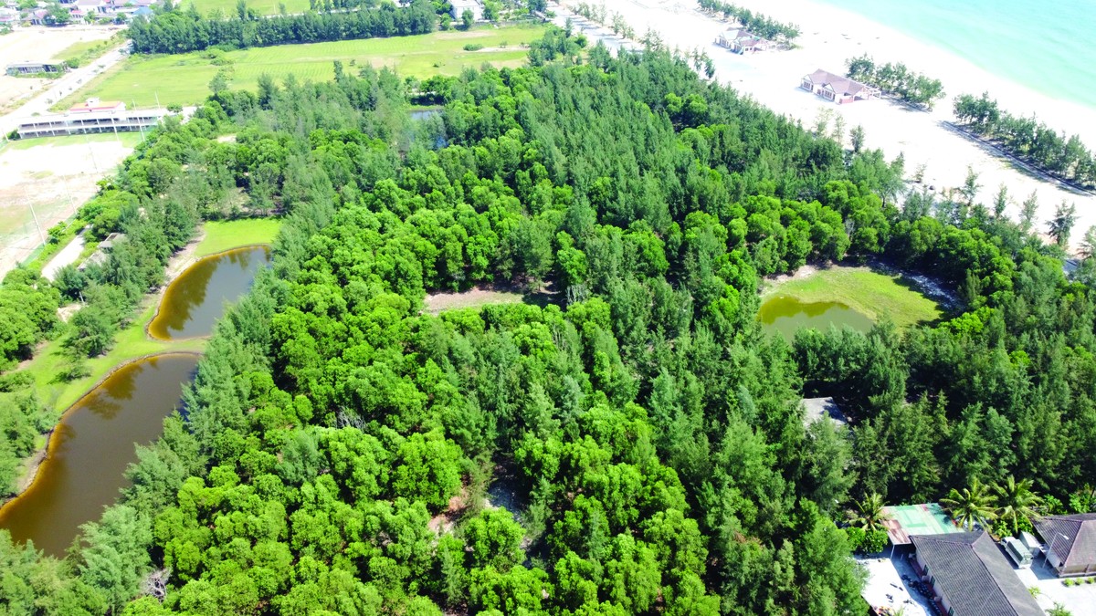 Cây dại mọc um tùm trong khuôn viên dự án Aquatica Cửa Việt.