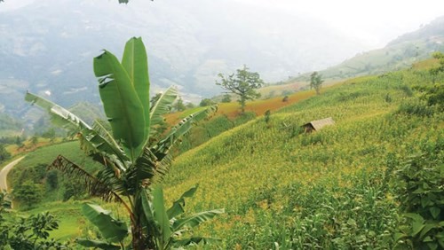 Hấp dẫn vùng trà Chế Là ảnh 3 Hấp dẫn vùng trà Chế Là ảnh 3