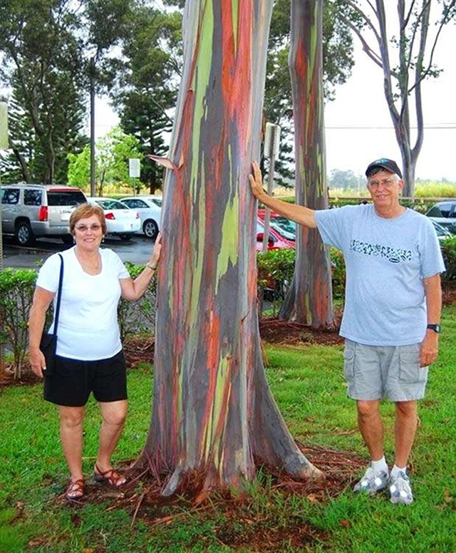 Gia tăng du khách tới Hawaii ngắm “cầu vồng trên cây“ ảnh 1 Gia tăng du khách tới Hawaii ngắm “cầu vồng trên cây“ ảnh 1
