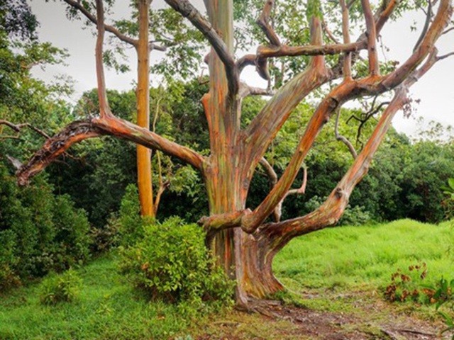 Gia tăng du khách tới Hawaii ngắm “cầu vồng trên cây“ ảnh 5 Gia tăng du khách tới Hawaii ngắm “cầu vồng trên cây“ ảnh 5