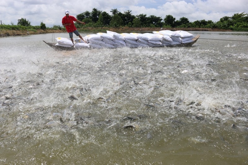 Câu chuyện “cá và kiến” trong kinh doanh ảnh 2