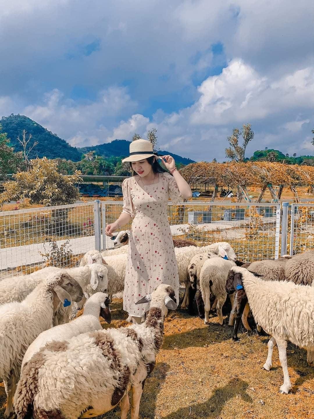 Du khách check-in bên những chú cừu xinh xắn