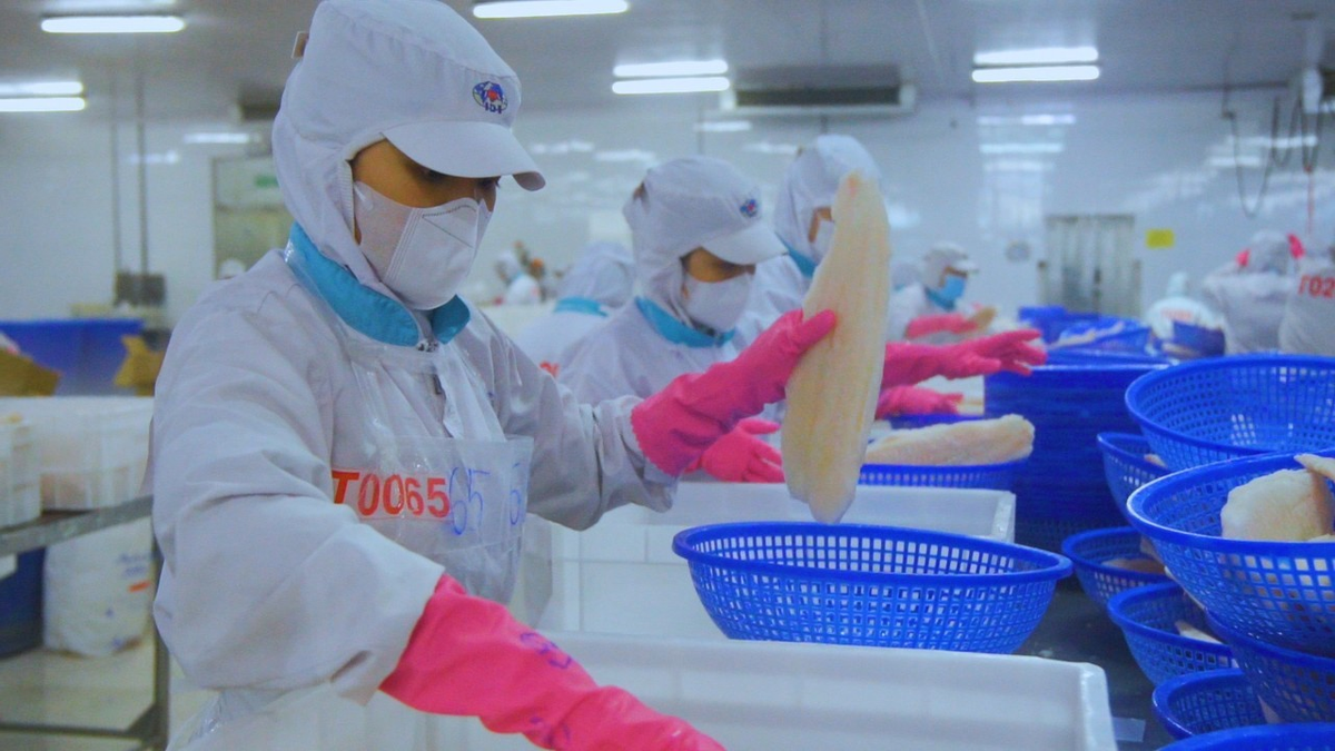 Xuất khẩu cá tra của Công ty IDI đang có tín hiệu hồi phục rõ nét Xuất khẩu cá tra của Công ty IDI đang có tín hiệu hồi phục rõ nét