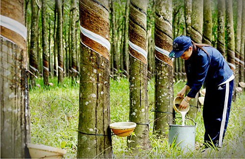 Thị trường hàng hóa tuần từ 11 – 15/11: Ngóng theo động thái của Tổng thống Trump ảnh 3 Thị trường hàng hóa tuần từ 11 – 15/11: Ngóng theo động thái của Tổng thống Trump ảnh 3