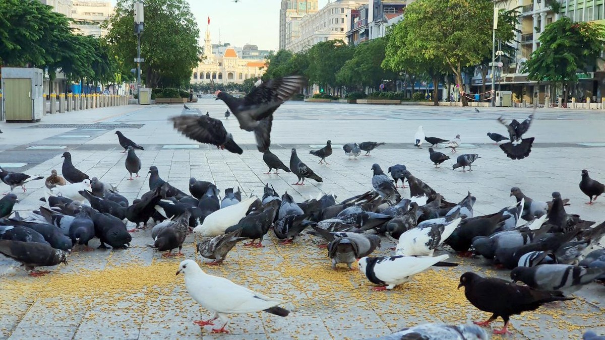 Khu vực phố đi độ Nguyễn Huệ (quận 1) Khu vực phố đi độ Nguyễn Huệ (quận 1)