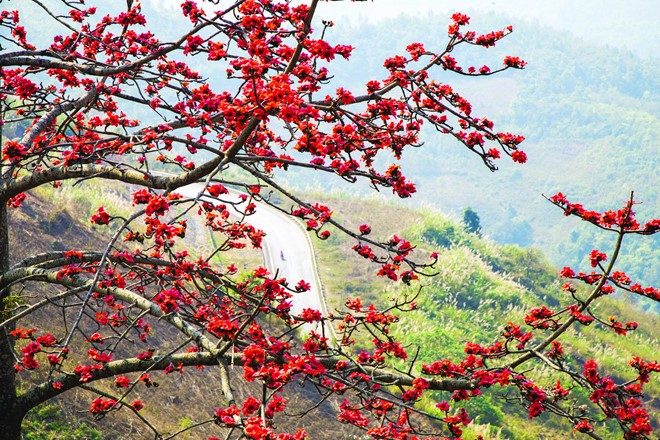 Lên Tây Bắc ngắm hoa xuân nở khắp núi rừng ảnh 4 Lên Tây Bắc ngắm hoa xuân nở khắp núi rừng ảnh 4