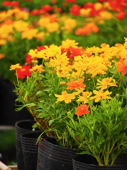 Làng hoa Sa Đéc đông khách những ngày cận Tết ảnh 8