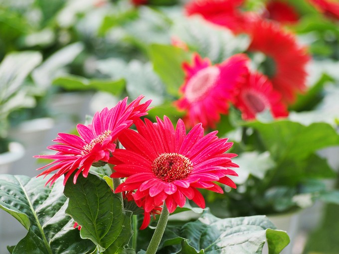 Làng hoa Sa Đéc đông khách những ngày cận Tết ảnh 9