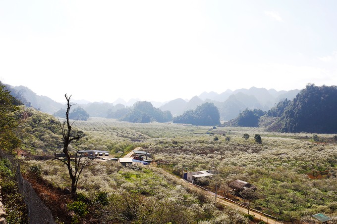 Mùa hoa mận nở trắng trời cao nguyên Mộc Châu ảnh 5