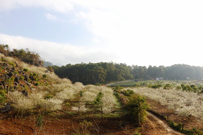 Mùa hoa mận nở trắng trời cao nguyên Mộc Châu ảnh 8