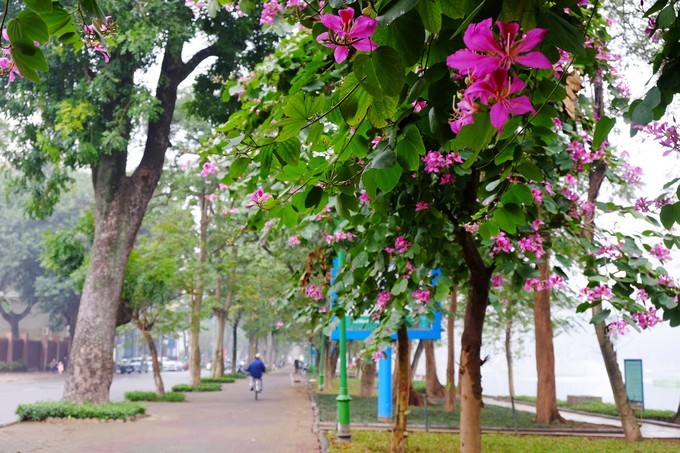 Hoa ban Tây Bắc rộ nở giữa lòng Hà Nôi ảnh 10