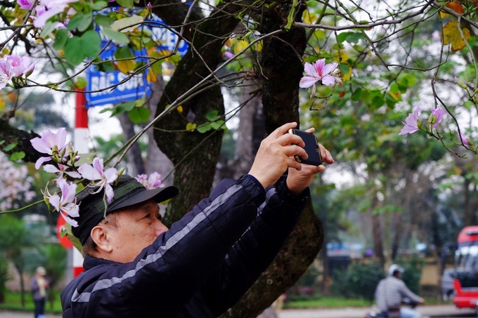 Hoa ban Tây Bắc rộ nở giữa lòng Hà Nôi ảnh 5