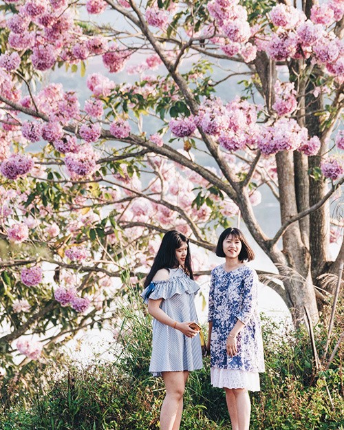 Mùa hoa phấn phủ hồng trời Bảo Lộc ảnh 1