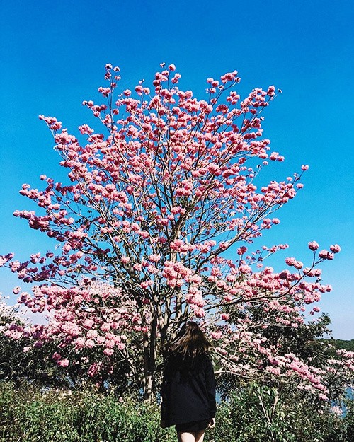 Mùa hoa phấn phủ hồng trời Bảo Lộc ảnh 2