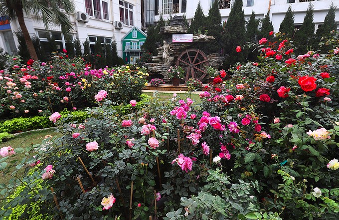 Hàng nghìn giống hoa hội tụ tại Lễ hội hoa hồng Bulgaria ảnh 4