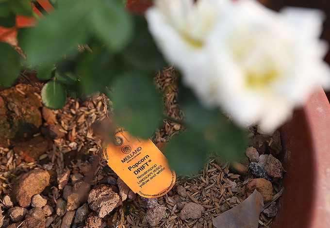 Hàng nghìn giống hoa hội tụ tại Lễ hội hoa hồng Bulgaria ảnh 6