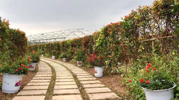 Mê cung bằng cây rộng 10.000 m2 ở ngoại thành Hà Nội ảnh 3