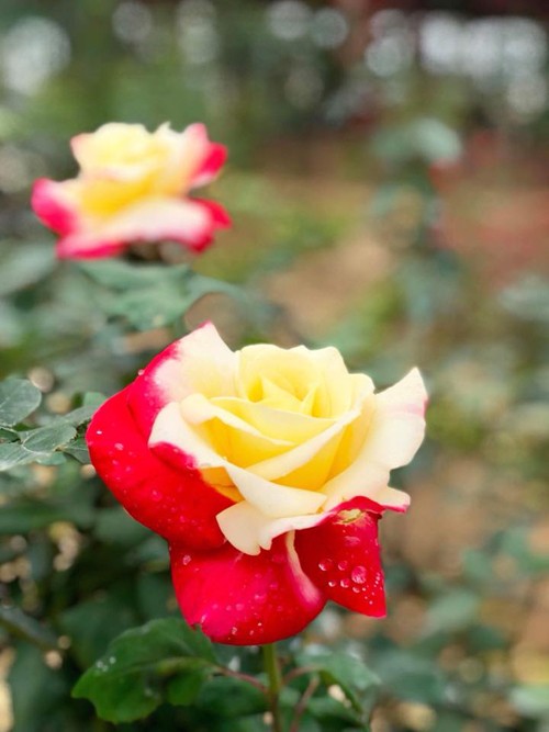 Mê cung bằng cây rộng 10.000 m2 ở ngoại thành Hà Nội ảnh 8