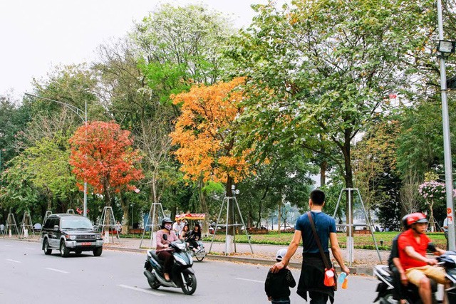 Mùa cây thay lá, Hà Nội đẹp mê hồn khiến bao người đắm say ảnh 1 Mùa cây thay lá, Hà Nội đẹp mê hồn khiến bao người đắm say ảnh 1