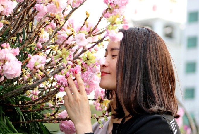 Hoa anh đào Nhật Bản làm say lòng người dân Hải Phòng ảnh 10
